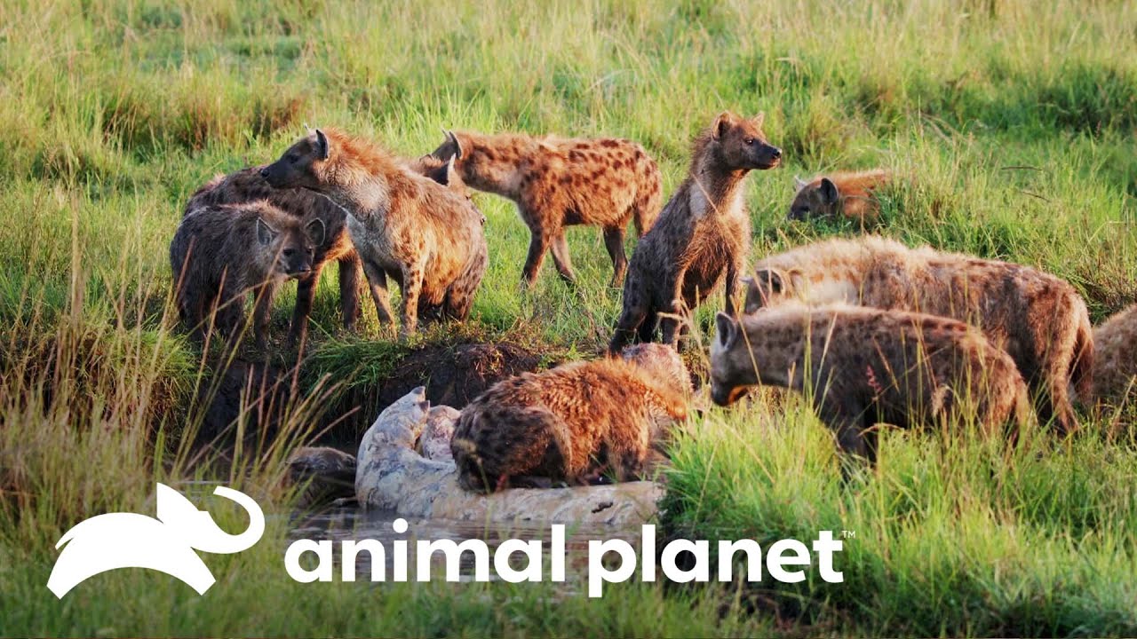 Chita Amani corre atrás de gazela para alimentar filhotes | Os reis da selva | Animal Planet Brasil