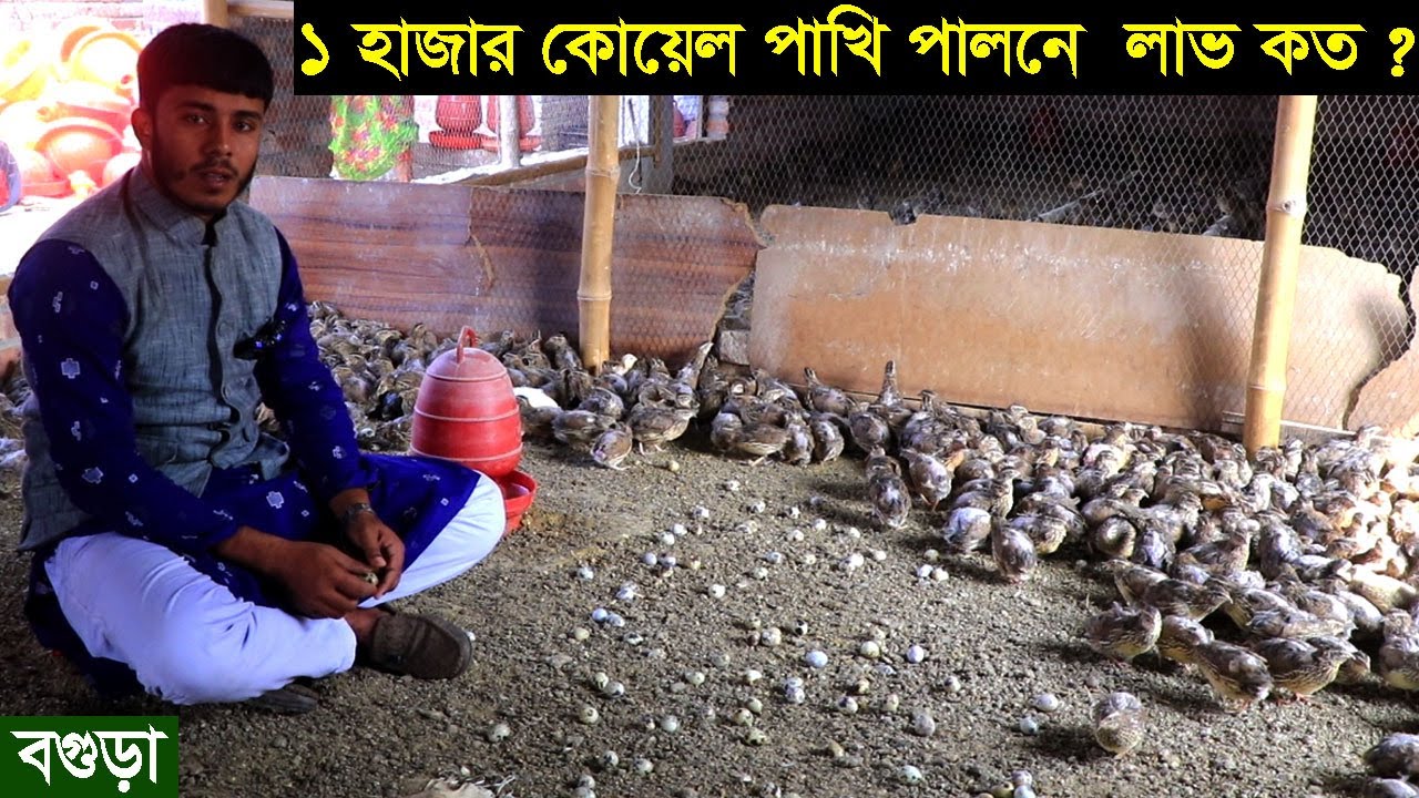 ১ হাজার কোয়েল পাখি পালনে লাভ ও লসের হিসাব। কোয়েল পাখি পুরুষ ও মহিলা চিনার উপায় koyel paki palon