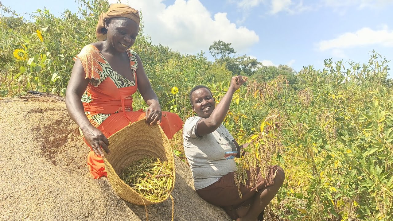 African Village life and Cooking,from  farm to the kitchen, cooking village food for dinner