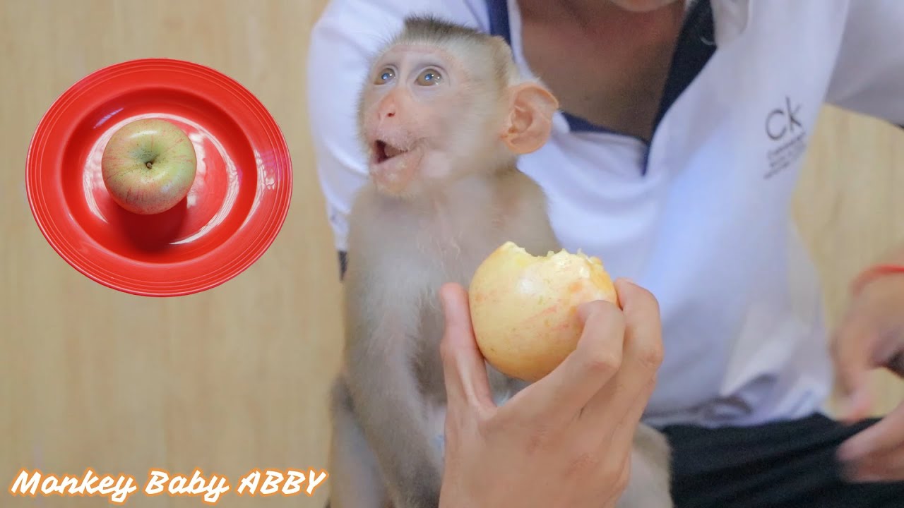 Baby ABBY Eating Apple Fruits, Monkey Baby ABBY Very Enjoying Apple Fruits, Baby Monkey Eat Fruits