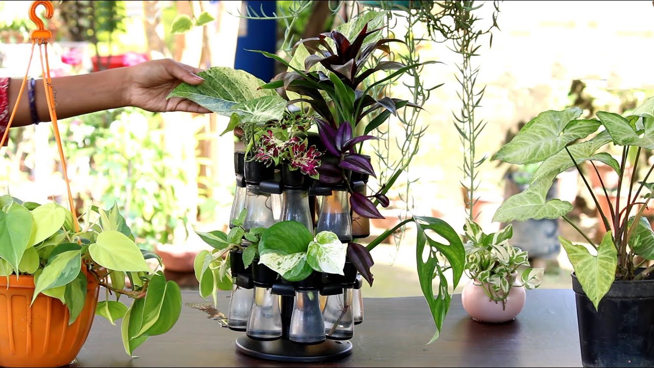16 Plant Cuttings you can grow in water | पानी मे आसानी से ऊगा सकते ( Monsoon Season Special )