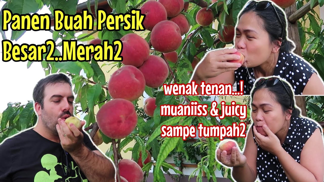 PANEN BUAH PERSIK LAGI, SUPER MANIS & JUICY, BAPAK MAMAKPUN KALAAAPP.!!