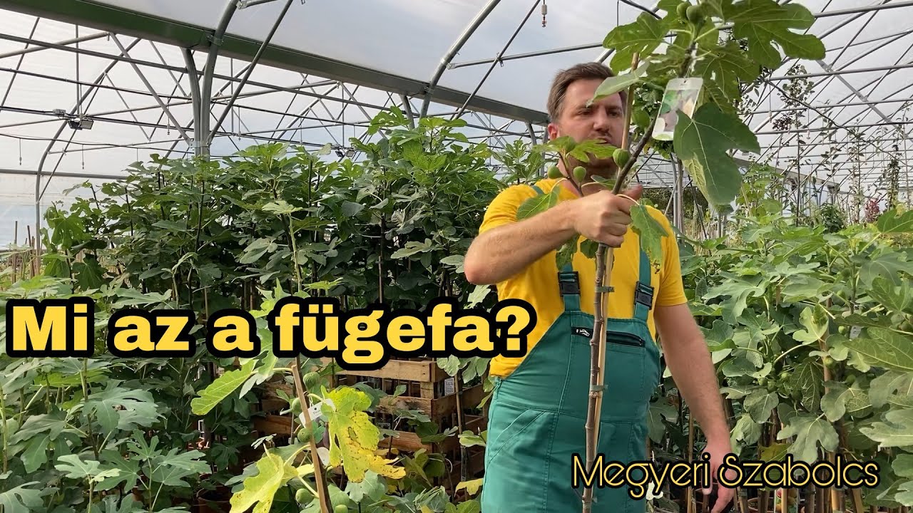 Létezik olyan, hogy fügefa? | Törzsre nevelt fügéim