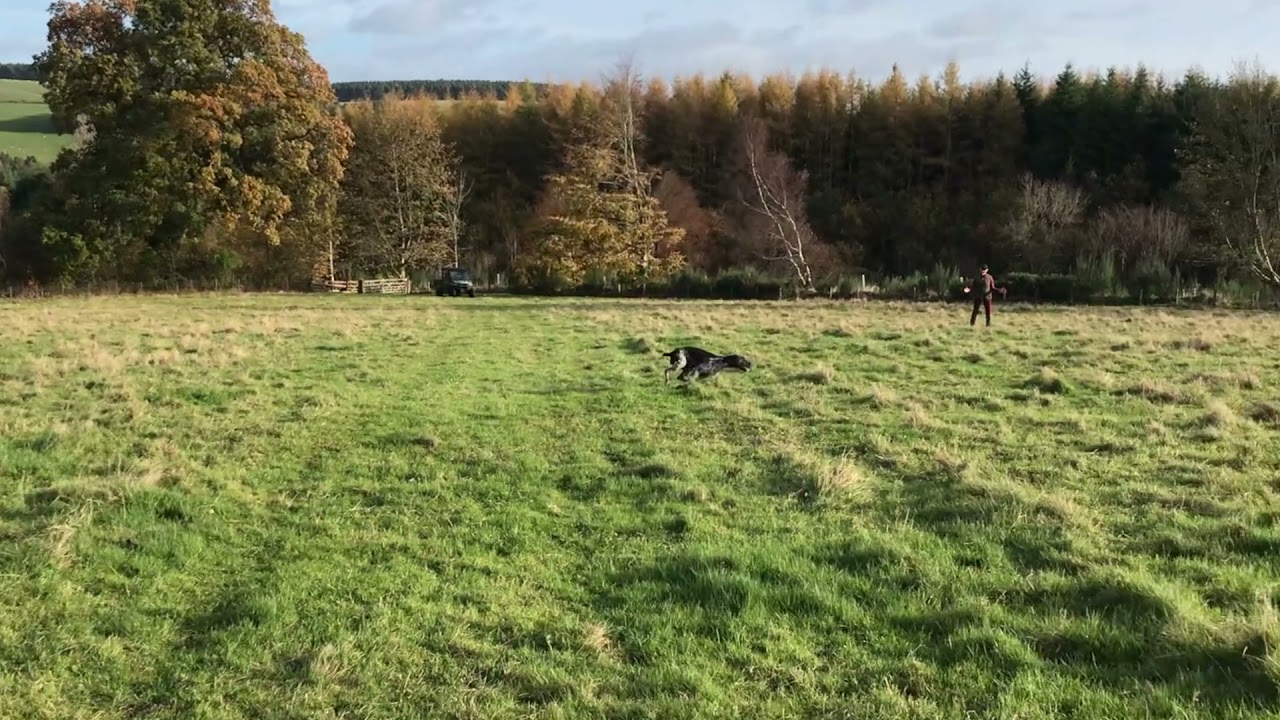 Hunt Training Young GSP into Face Wind