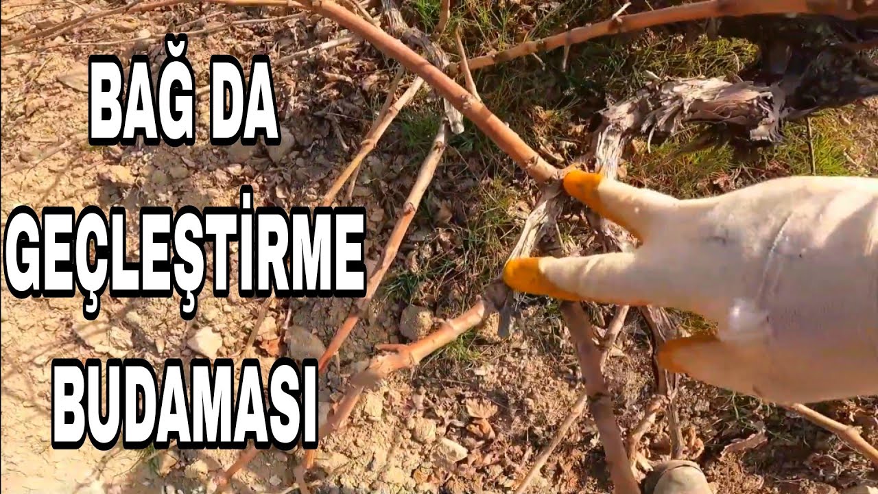 BAĞ BUDAMIN DA GENÇLEŞTİRME ve BUDAMA SONUCU...