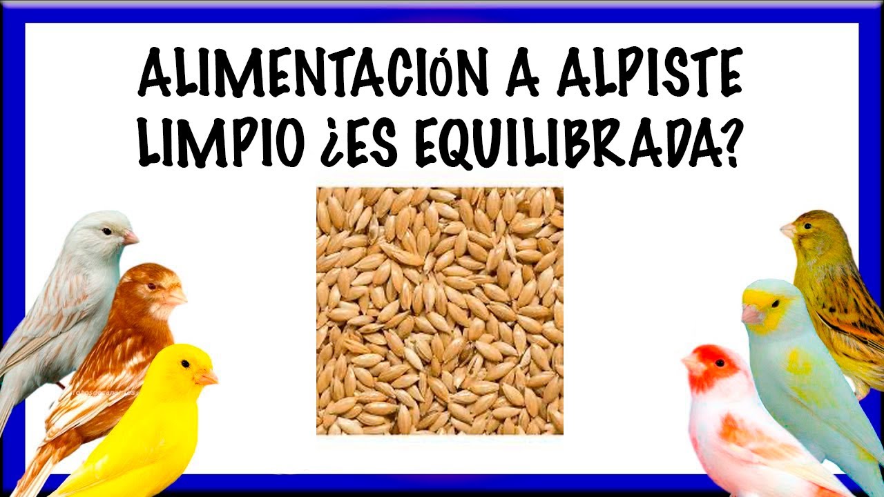 ALIMENTACIÓN🍽A ALPISTE LIMPIO🐥¿ES EQUILIBRADA?🧐💯