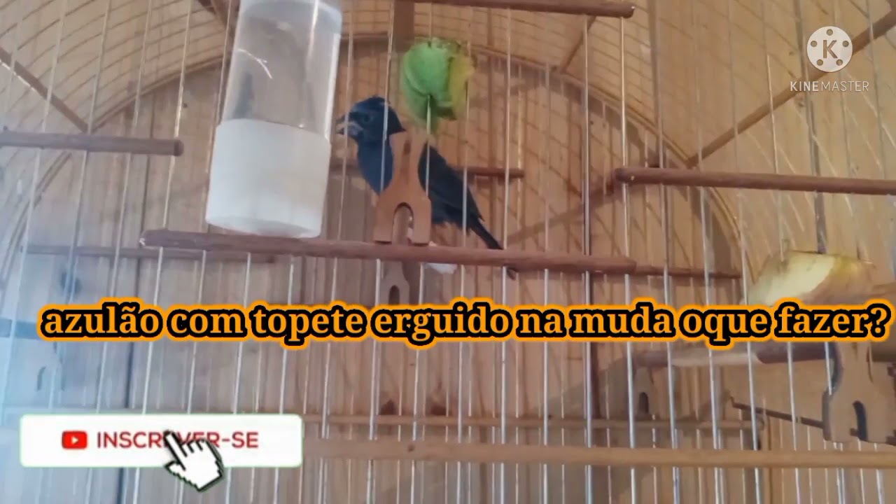 Azul&atilde;o corrido? nunca mais veja como resover....