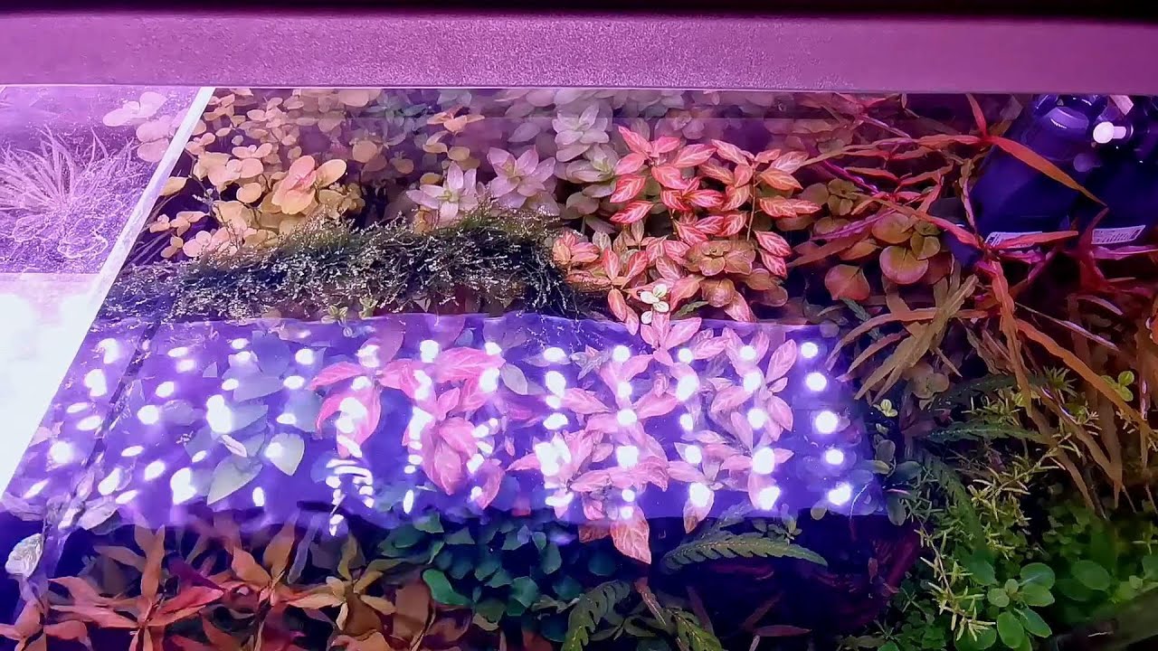 Weekaqua Lseries L600K Pro Multistage timing Full Spectrum Aquatic Plants Lighting