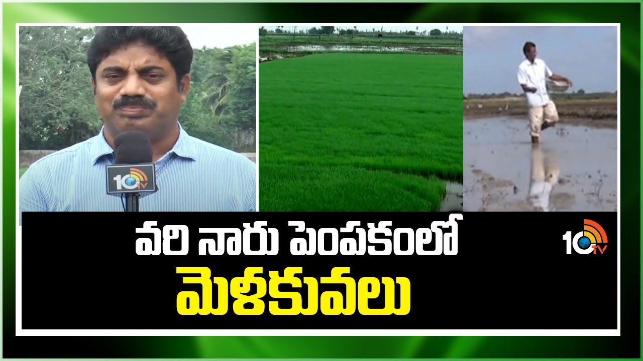 వరి నారు పెంపకంలో మెళకువలు | Techniques in Paddy Fiber Cultivation | Matti Manishi | 10TV