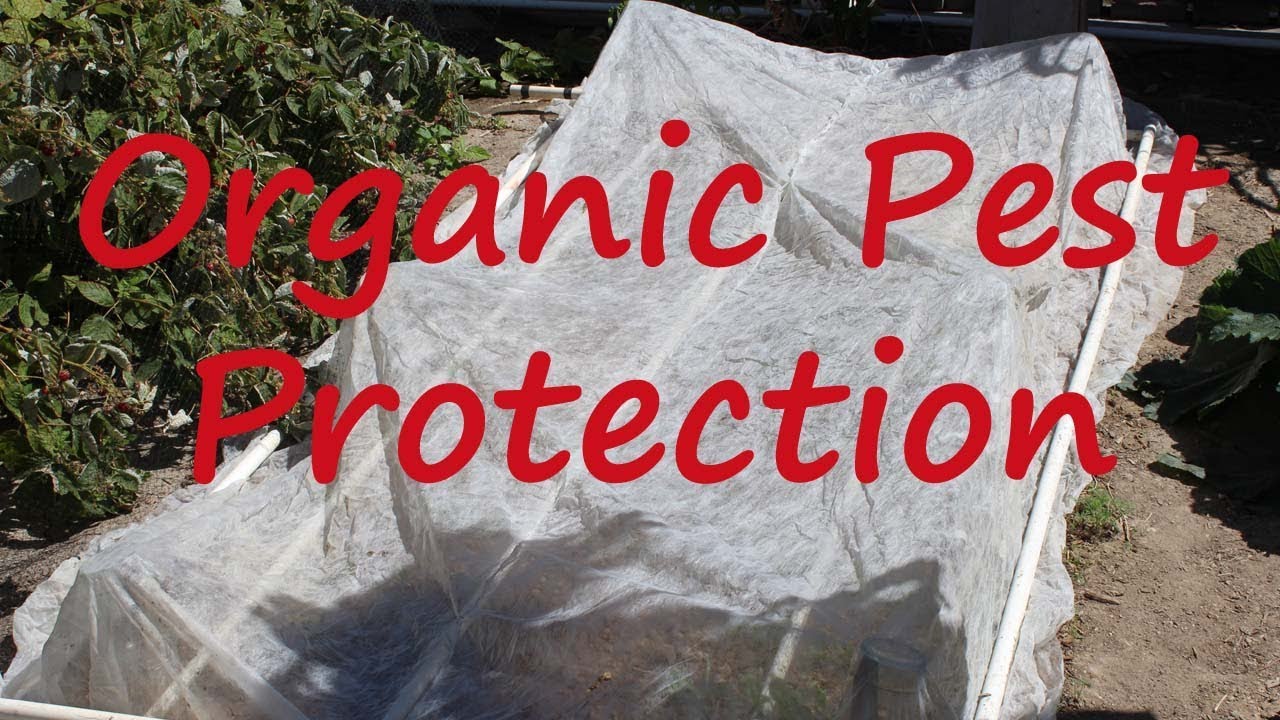Using Fabric Row Cover to control bugs in your garden!