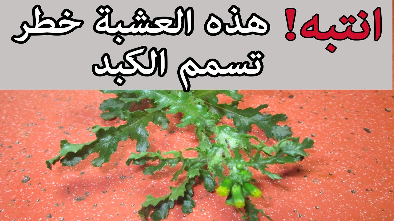 العشبة 1 من السلسلة التعريـفـية بالأعشاب الموجودة في المغرب المُرَيْرَة