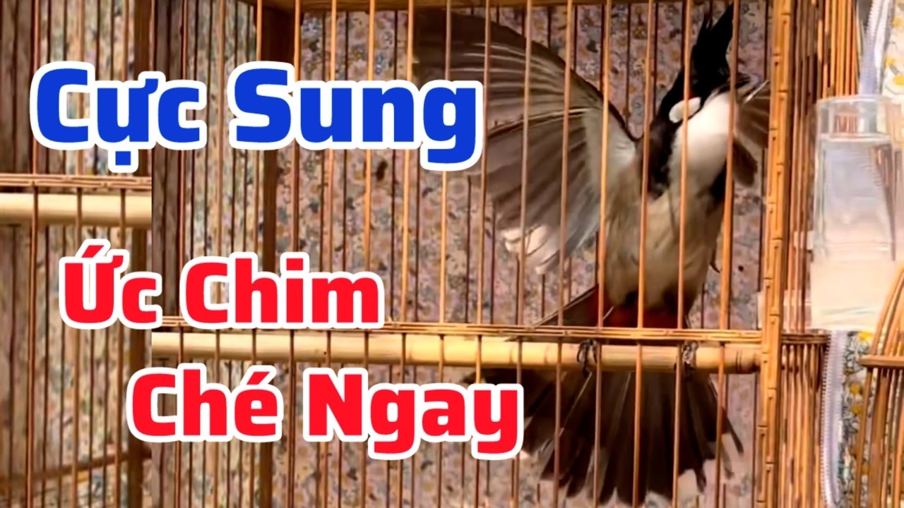 Chào mào hót đấu kích bổi lên lửa cực nhanh…. Luyện giọng chào mào, giúp chim nhanh ra giọng