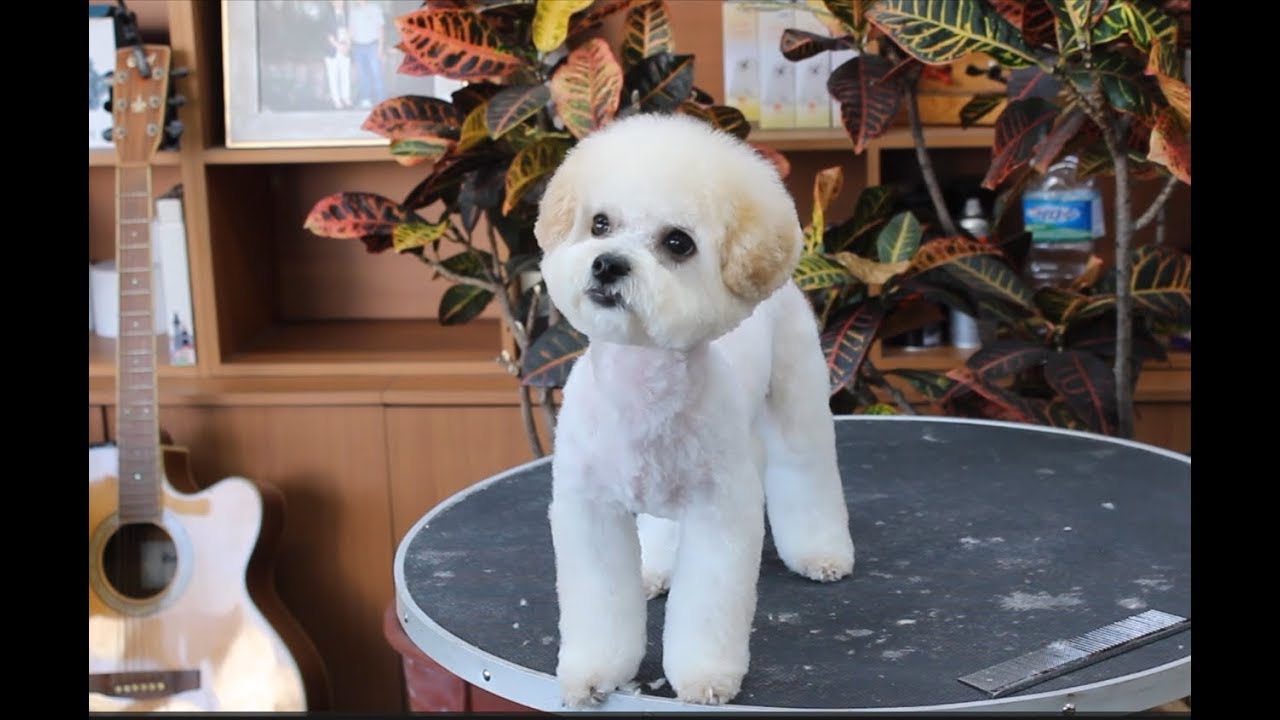 윤형석애견미용원 James' Dog grooming Salon The baby cut