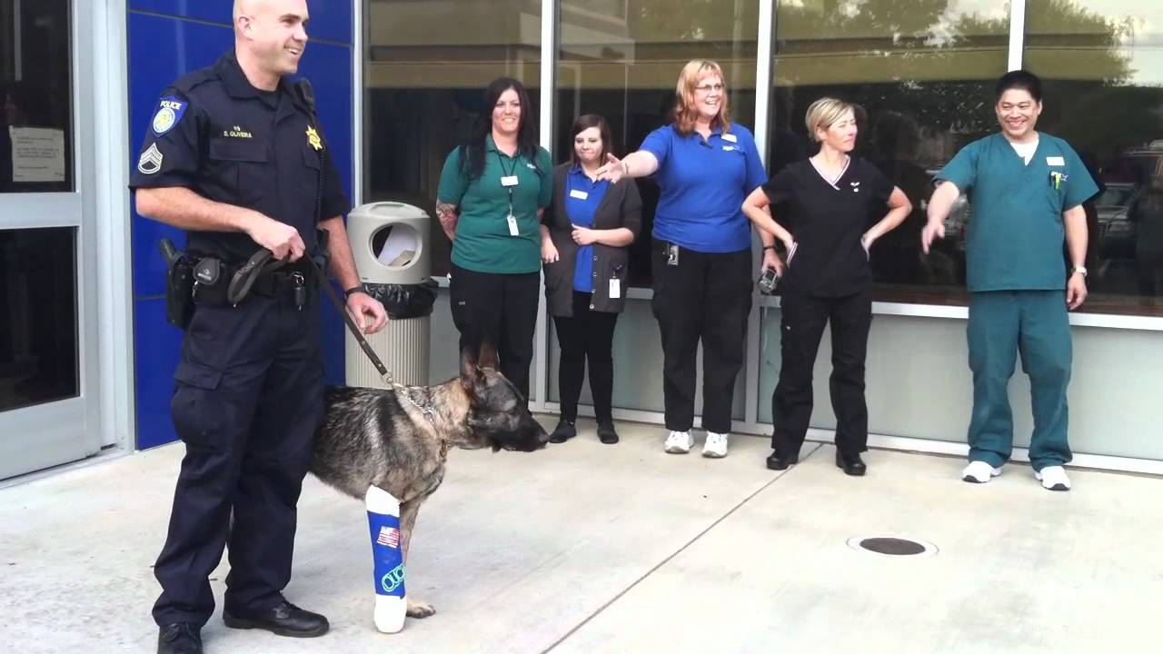 Police Dog Bodie is Released From Hospital