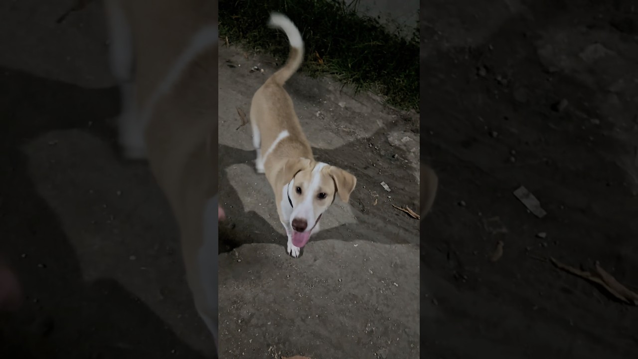 night run...he just want to 💩😅 #shorts #youtubeshorts #dogs #dogsofyoutube #luffy