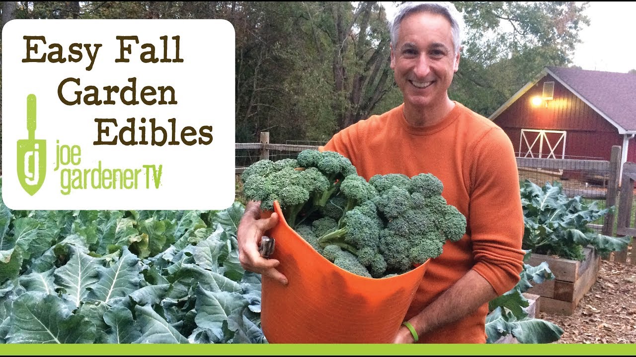 Easy Edibles for Every Fall Vegetable Garden
