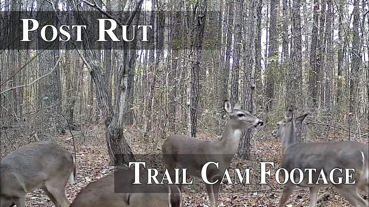 GardePro Trail Cmaera Footage, Post Rut