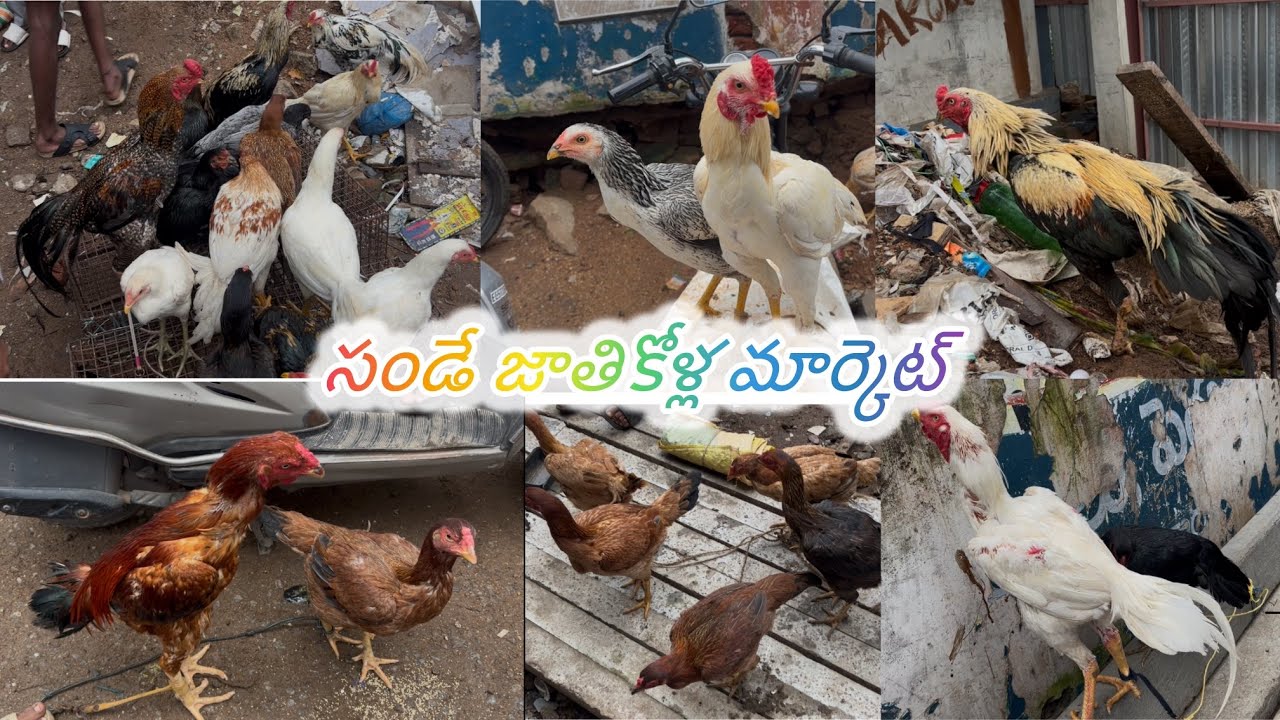 Erragadda Sunday Jathikolla market Market 🐓🐣🐥#henfarming #aseelmurga #assel #chicken #chickenfarming