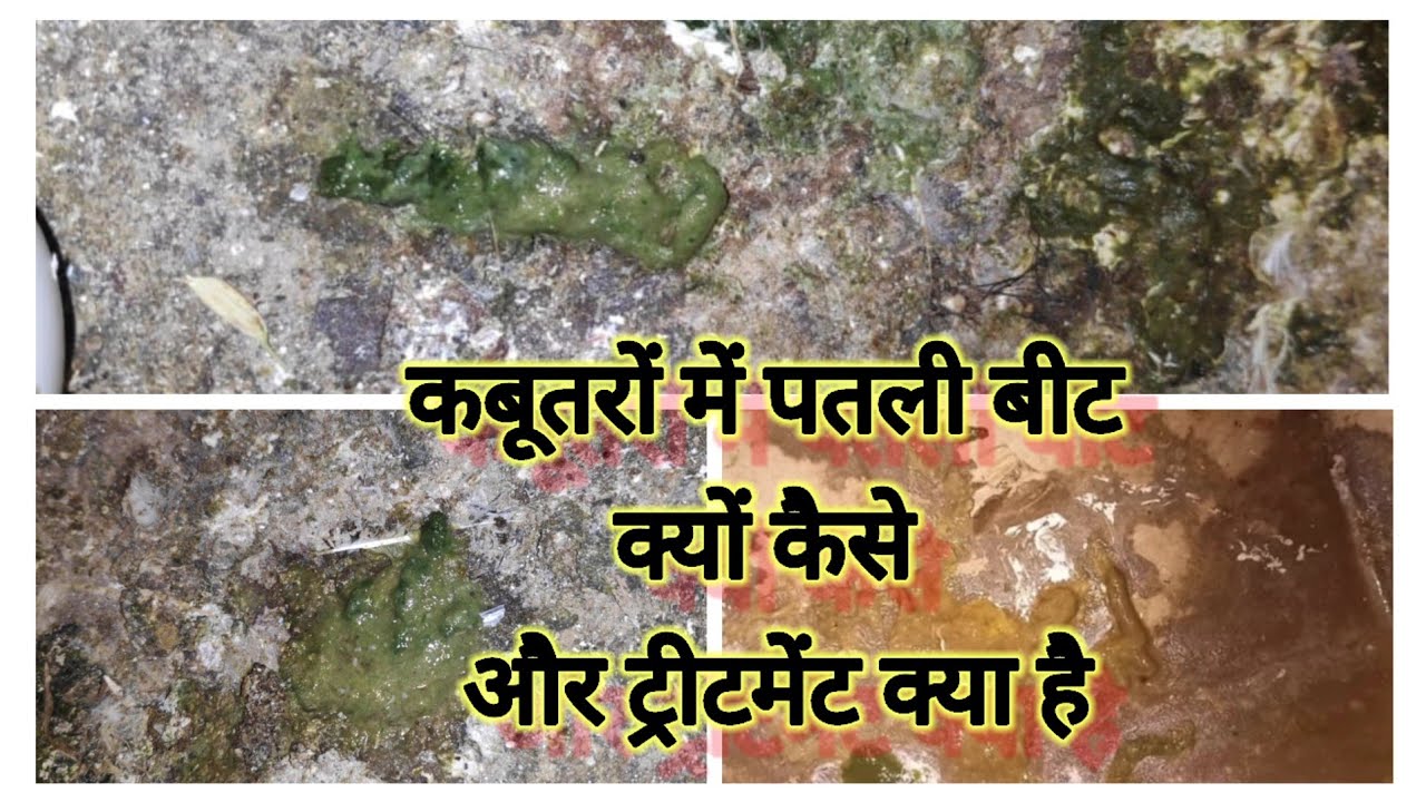 #pigeon  कबूतर की पतली बीट की दवा #pigeon_loose_motion_medicine#ankitkumbhare