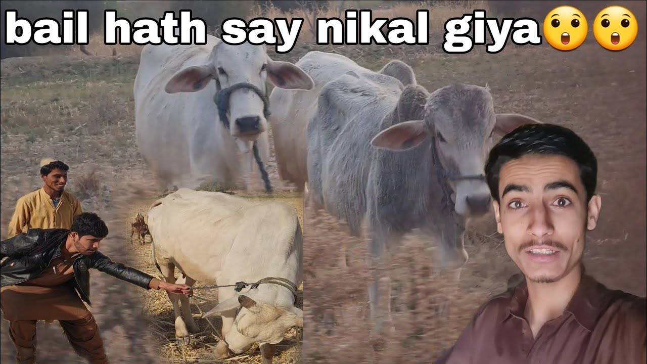 Bail hath say nikal giya 😯😫