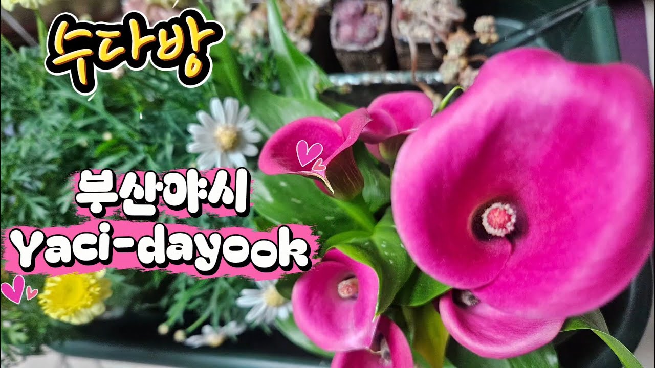 부산 야시 수다~~ #succulent #수다방 #초록우산 #후원
