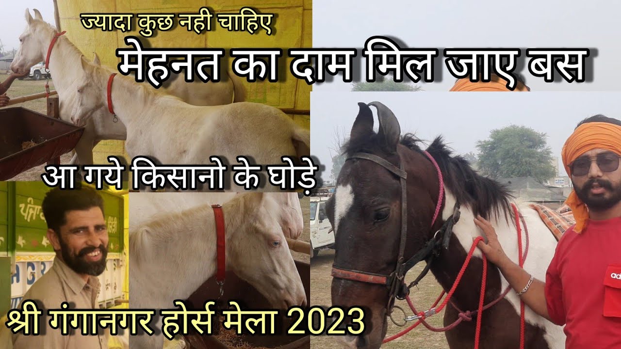 किसान लाया दो जोड़ी बछैरी और घोड़ी | shriganganagar horse mela 2023 sasti horse mandi