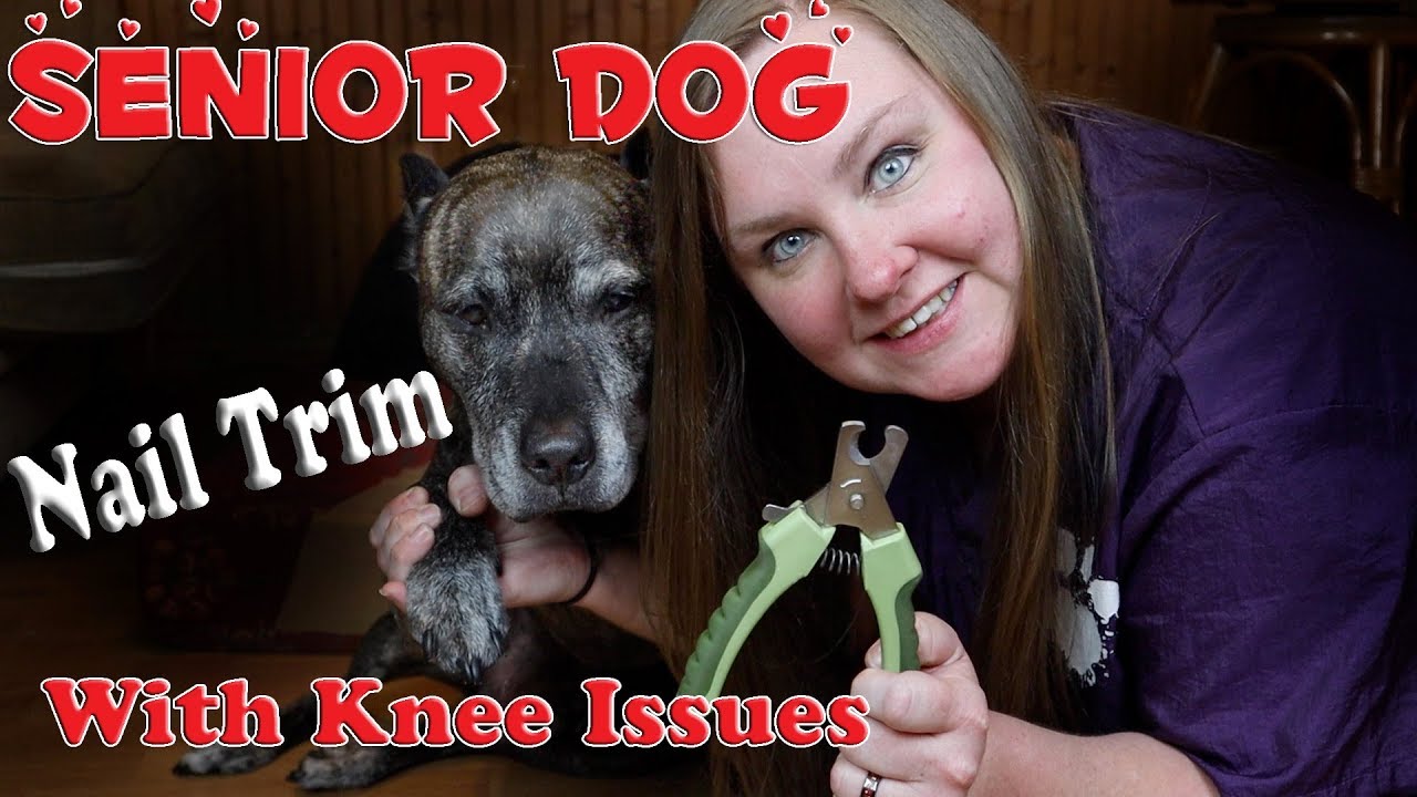Cutting nails: Senior dog with knee issues