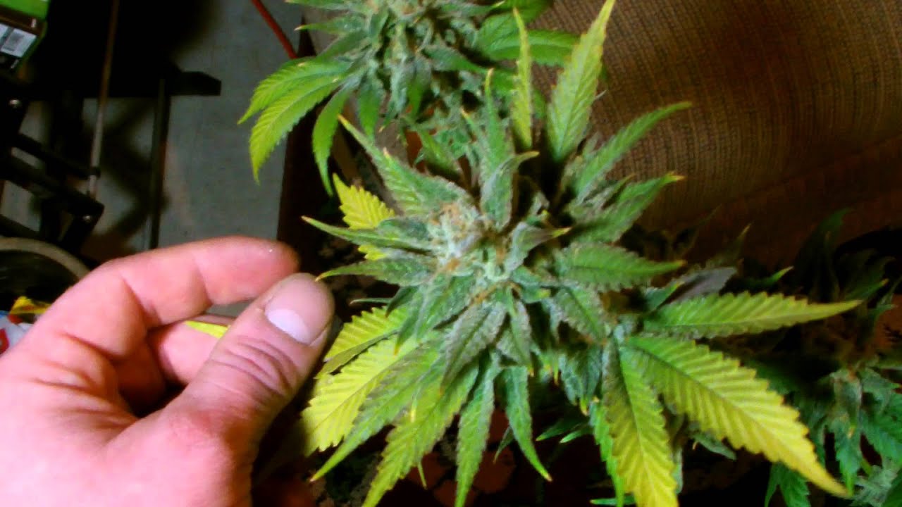 Quick Pre Harvest Video