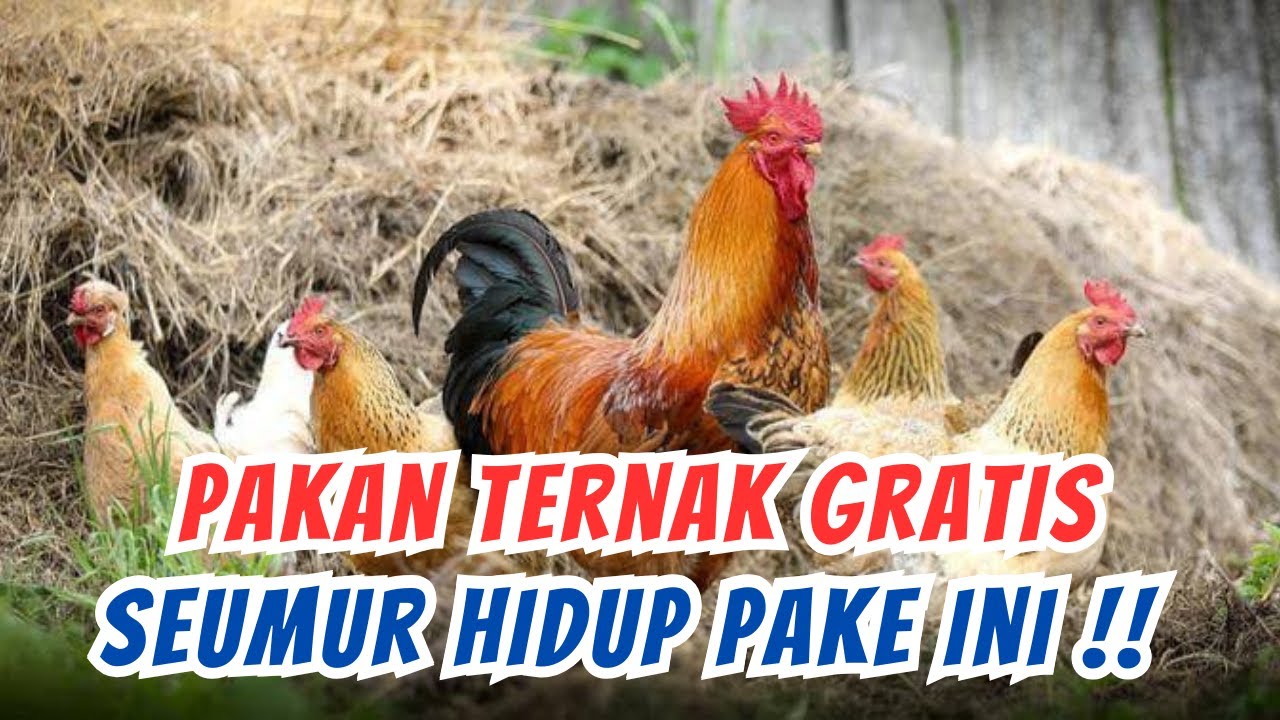 PAKAN TERNAK GRATIS SEUMUR HIDUP II BUDIDAYA PEPAYA SKALA RUMAHAN ⁉️