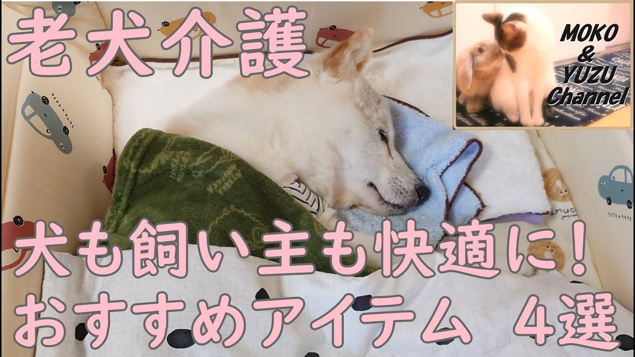 【老犬介護】寝たきり犬、認知症犬におすすめアイテム４選　介護が十倍楽になる