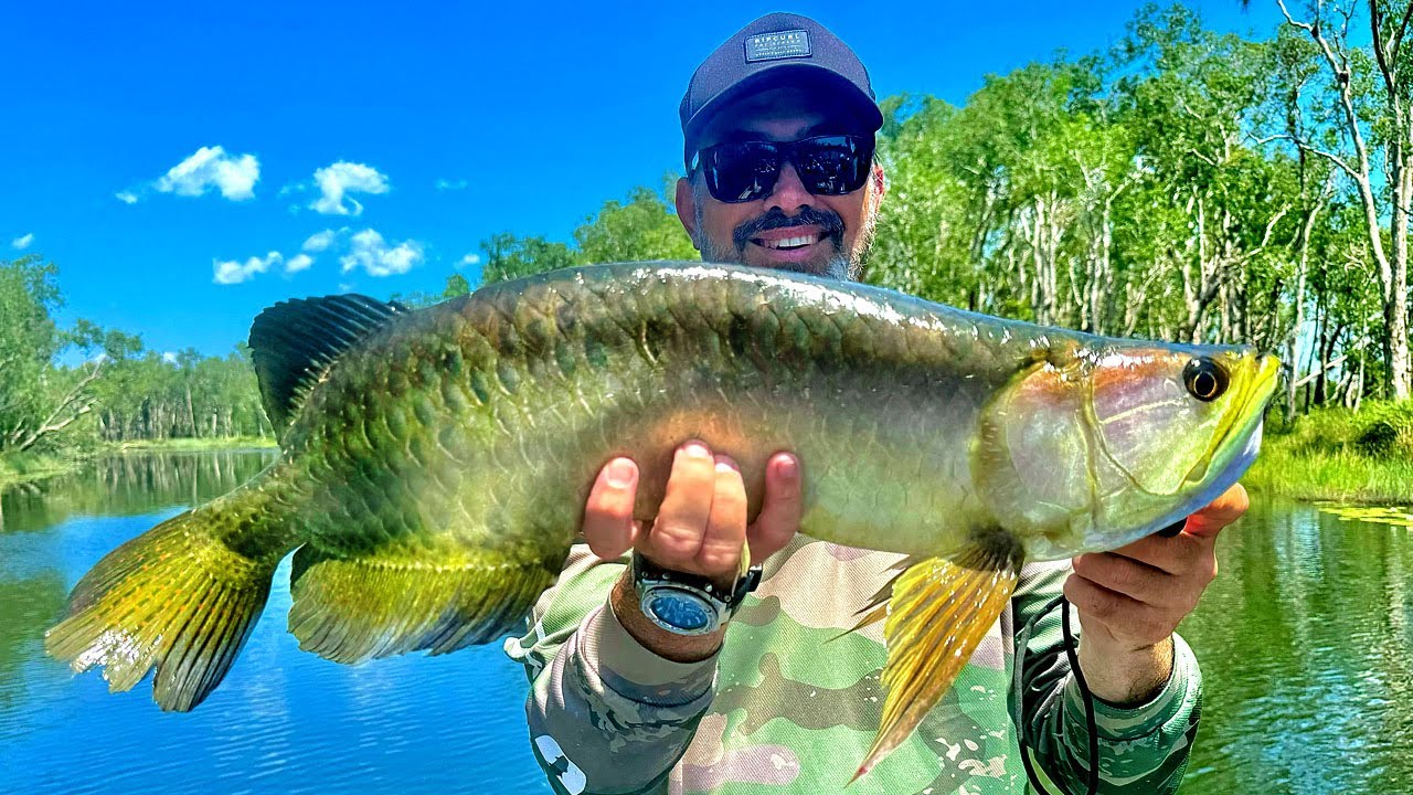 Fishing for Saratoga on Surface in Northern Australia