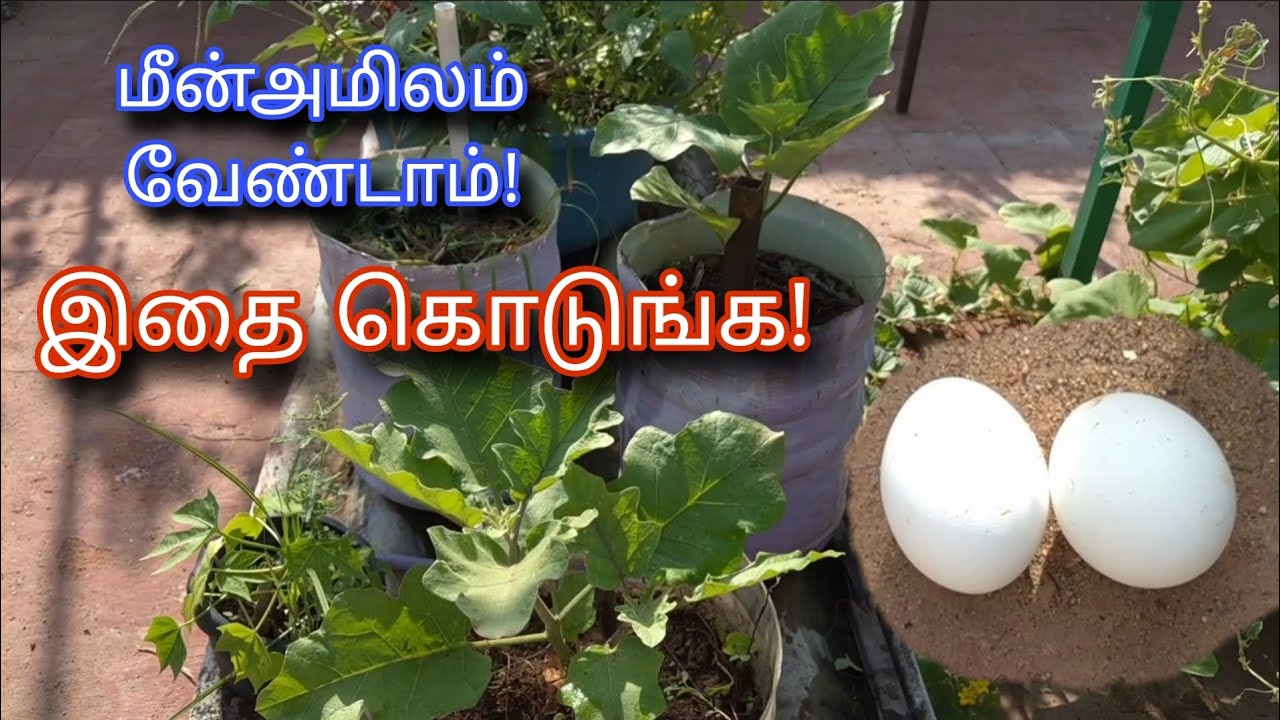 குப்பையில் போடாமல் செடிக்கு குடுங்க! | Organic Fertilizer | Egg uram | Terrace Gardening | Tamil