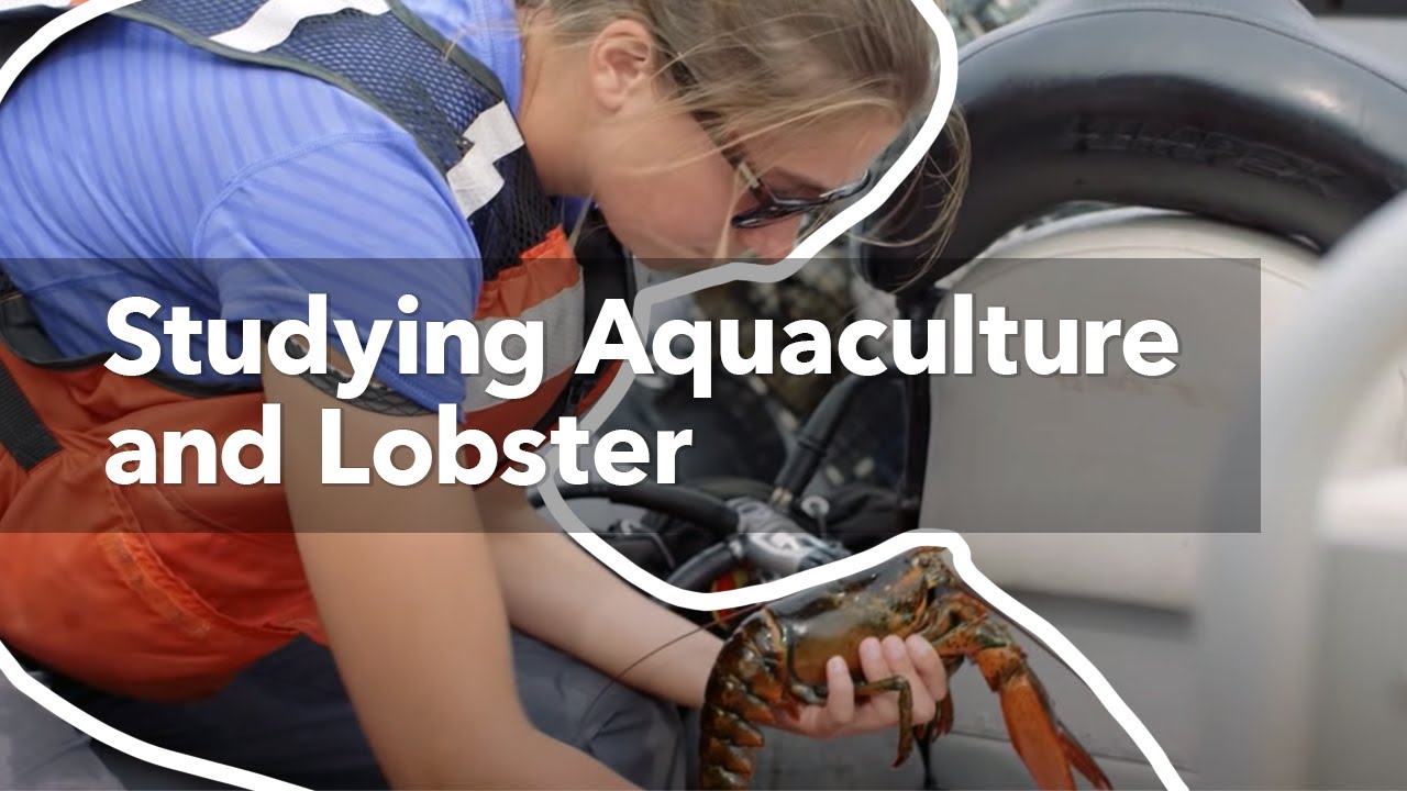 Lobster and aquaculture: Studying interactions on Canada’s East Coast