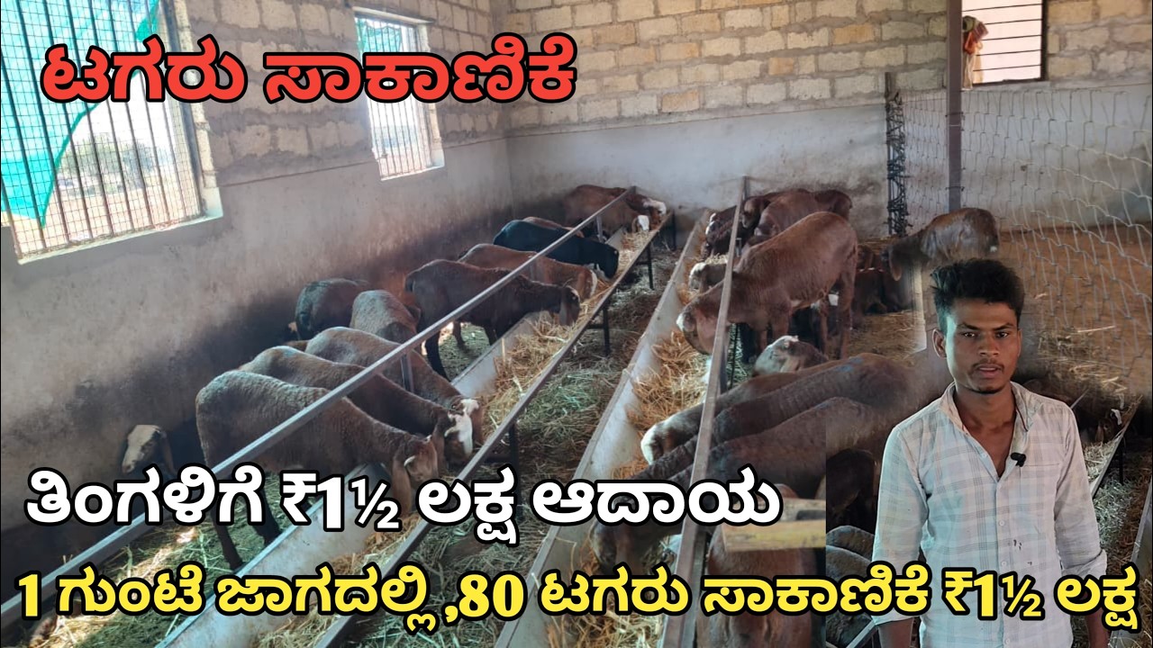 100 ಟಗರು ಮರಿ ಸಾಕಣಿಕೆ | ತಿಂಗಳಿಗೆ ₹1½ಲಕ್ಷ ಆದಾಯ | ಯುವ ರೈತರ| 6360063143