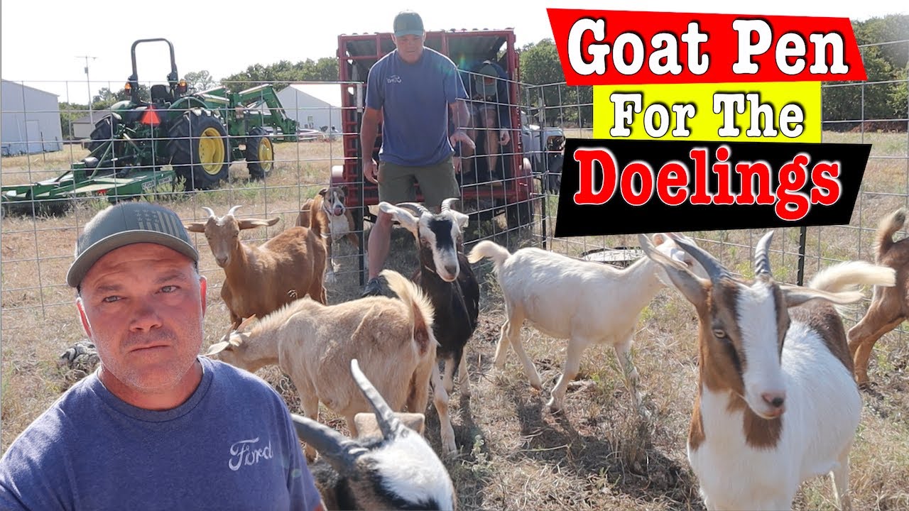 Как построить загон для коз. Kiko Goat Doelings получает новый загон