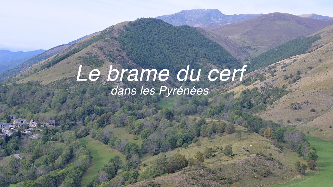 Le brame du cerf dans les Pyrénées