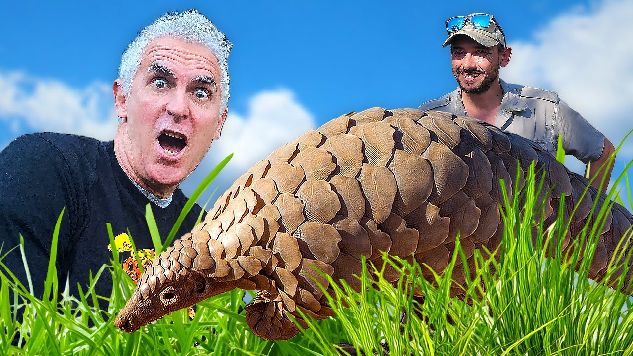 PANGOLINS in Peril