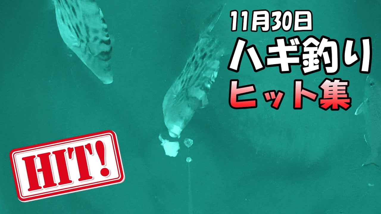 【ヒット集】ハギ釣りだけどヒットするのは...【カワハギ釣り】