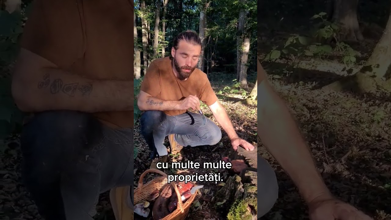 Ganoderma lucidum și ganoderma applanatum-ciuperci medicinale