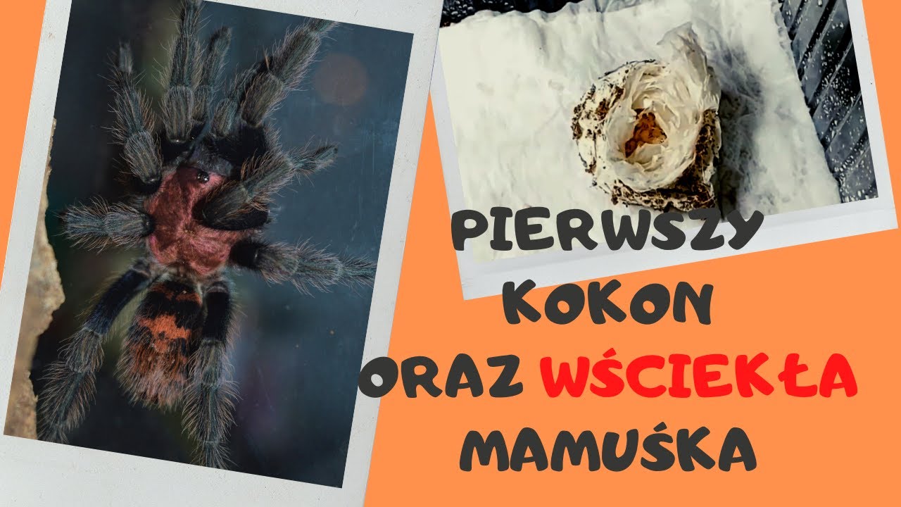 Odbieranie KOKONU od DAVUS PENTALORIS