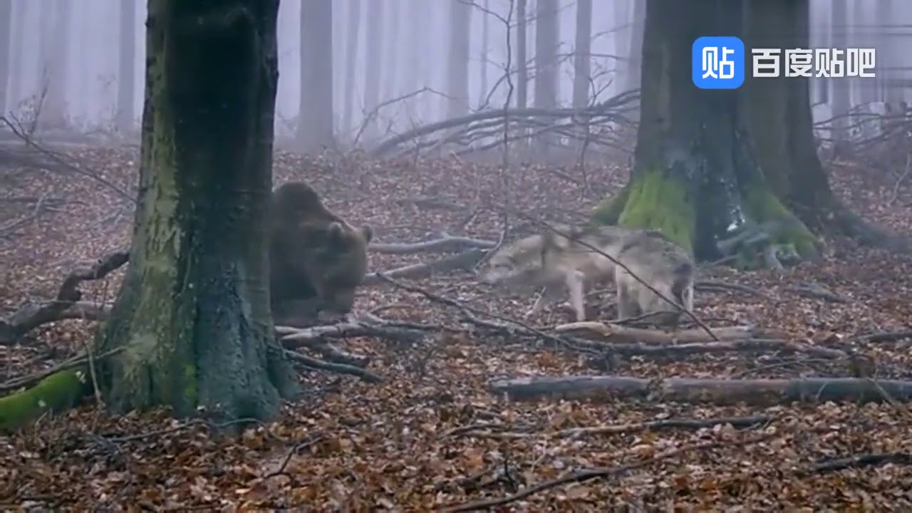 Brown bear takes on two wolves