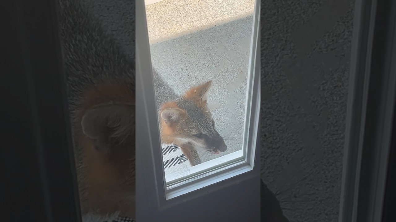 Rabid Fox At Our Door😭🙏#shorts #recommended #trending #fox #scary #fyp
