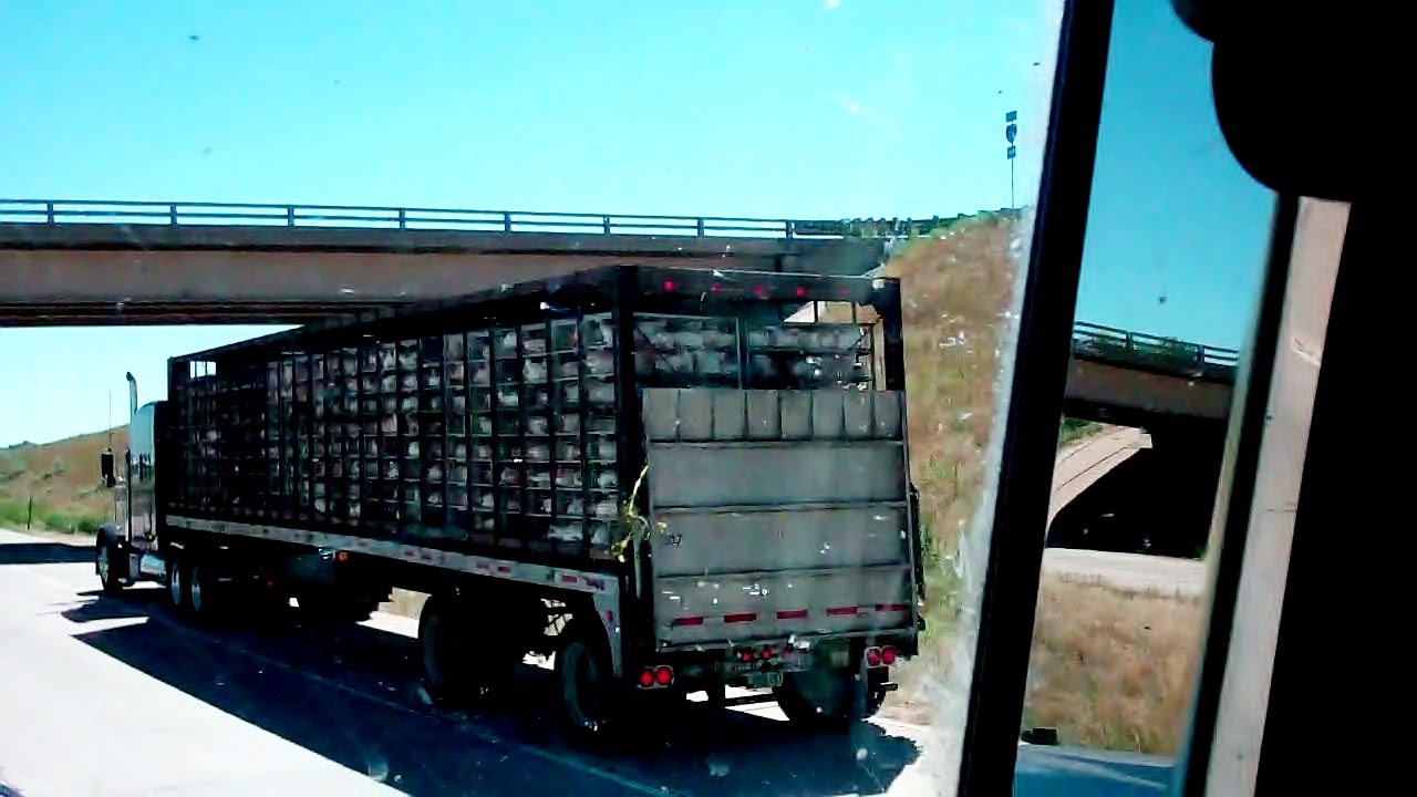 Chicken Trucks