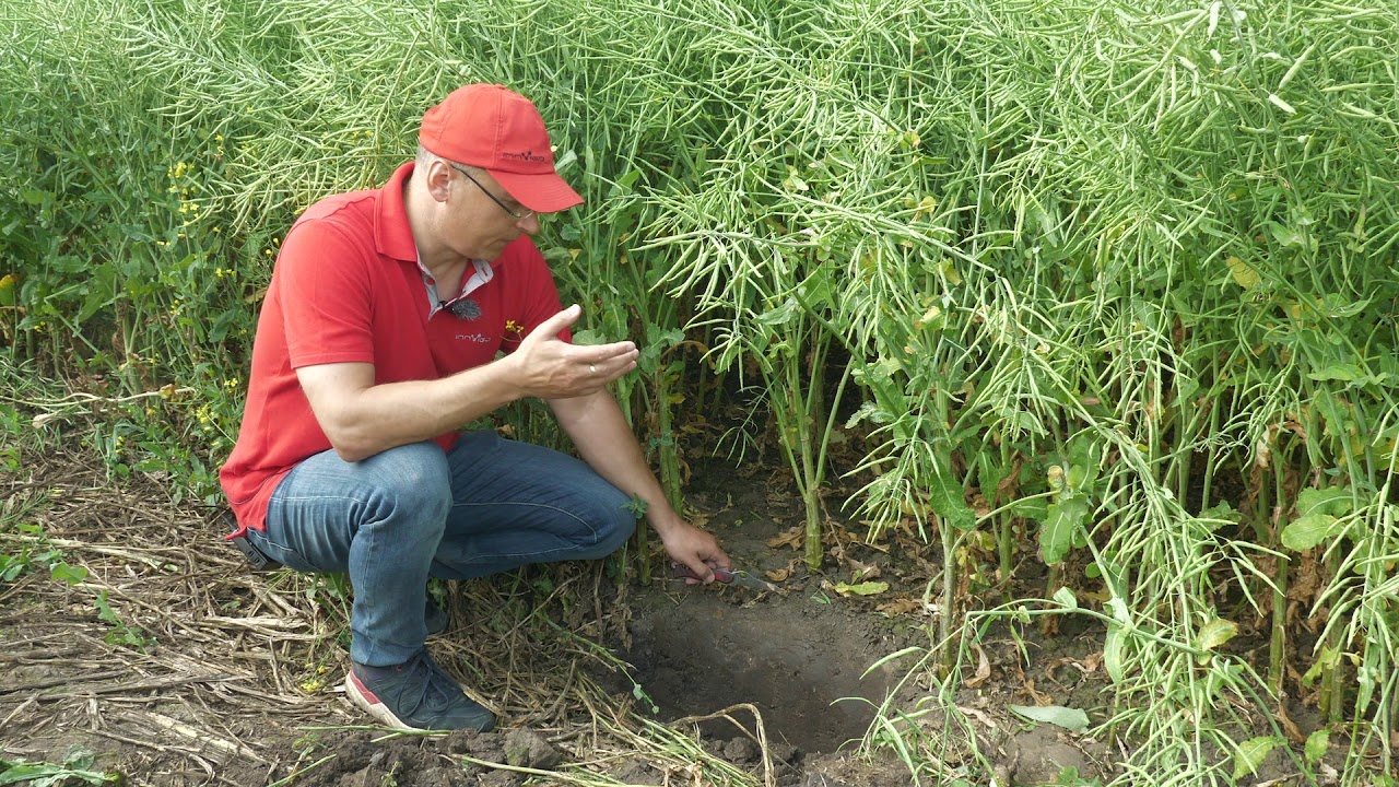 Czas na opracowanie strategii jesiennej ochrony rzepaku - INNVIGO.