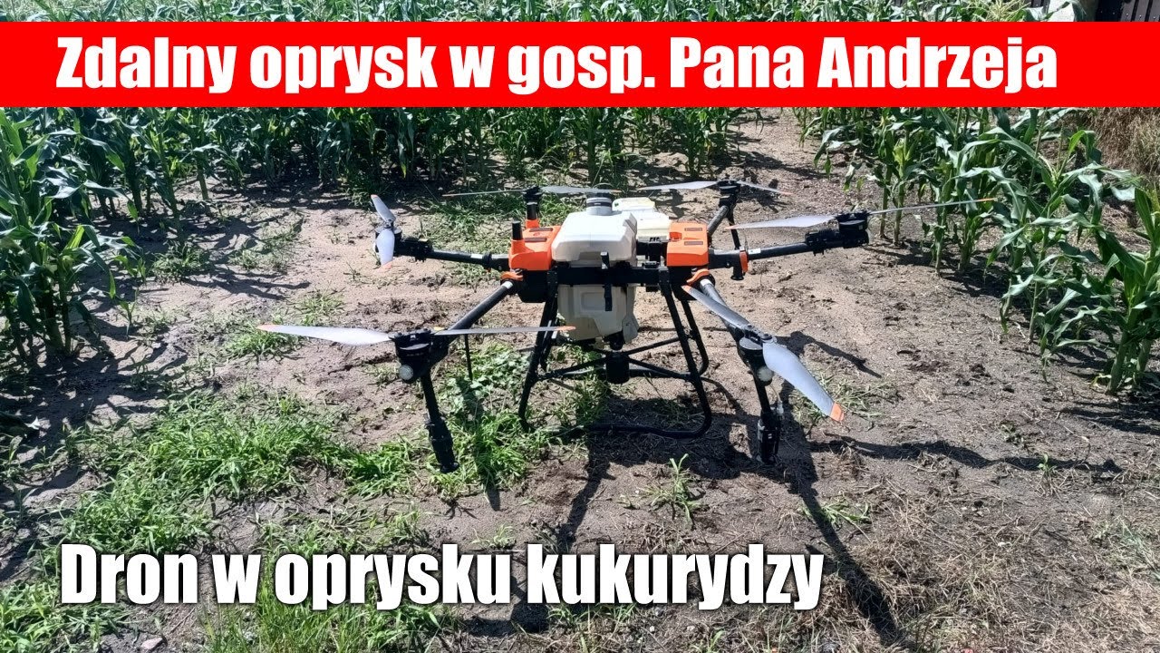 Dron w oprysku kukurydzy w gospodarstwie Pana Andrzeja na Kujawach