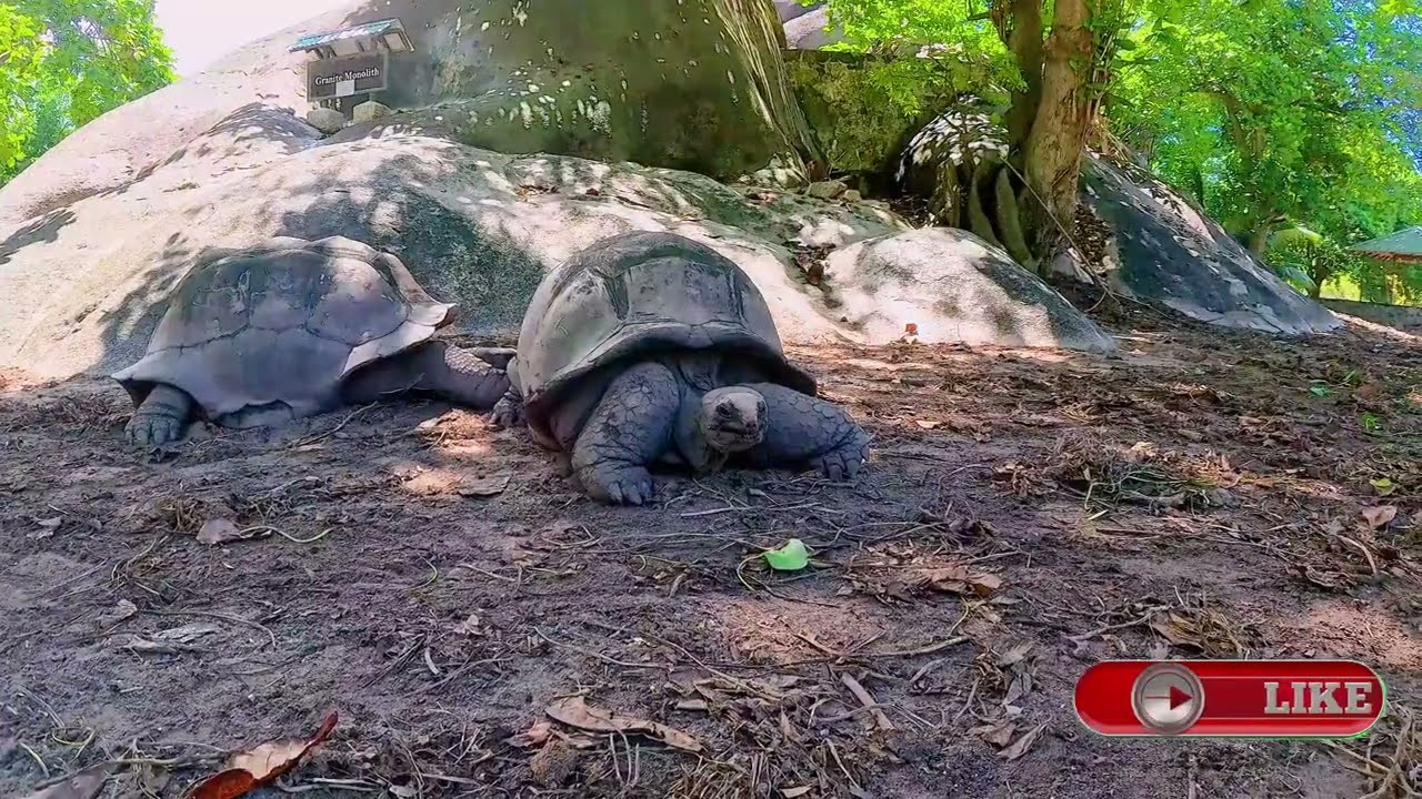 Seychelles Most Secret Island “La Digue” - Here’s What Happened Part 2
