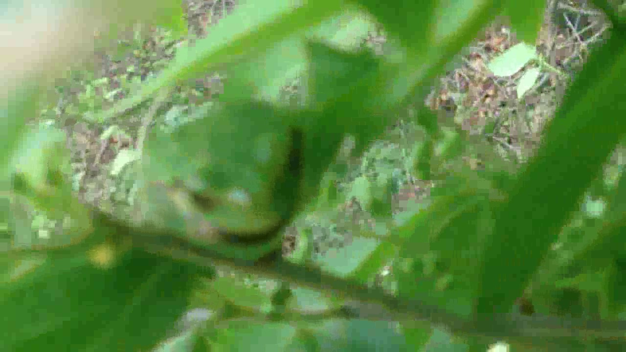[동물 관찰] 나뭇잎위에 숨어 있는 청개구리, tree frog, Rainette, 青蛙, 无斑雨蛙, アオガエル, rana, Laubfrosch, лягушка, &beta;ά&tau;&rho;&alpha;&chi;&omicron;&sigmaf;,