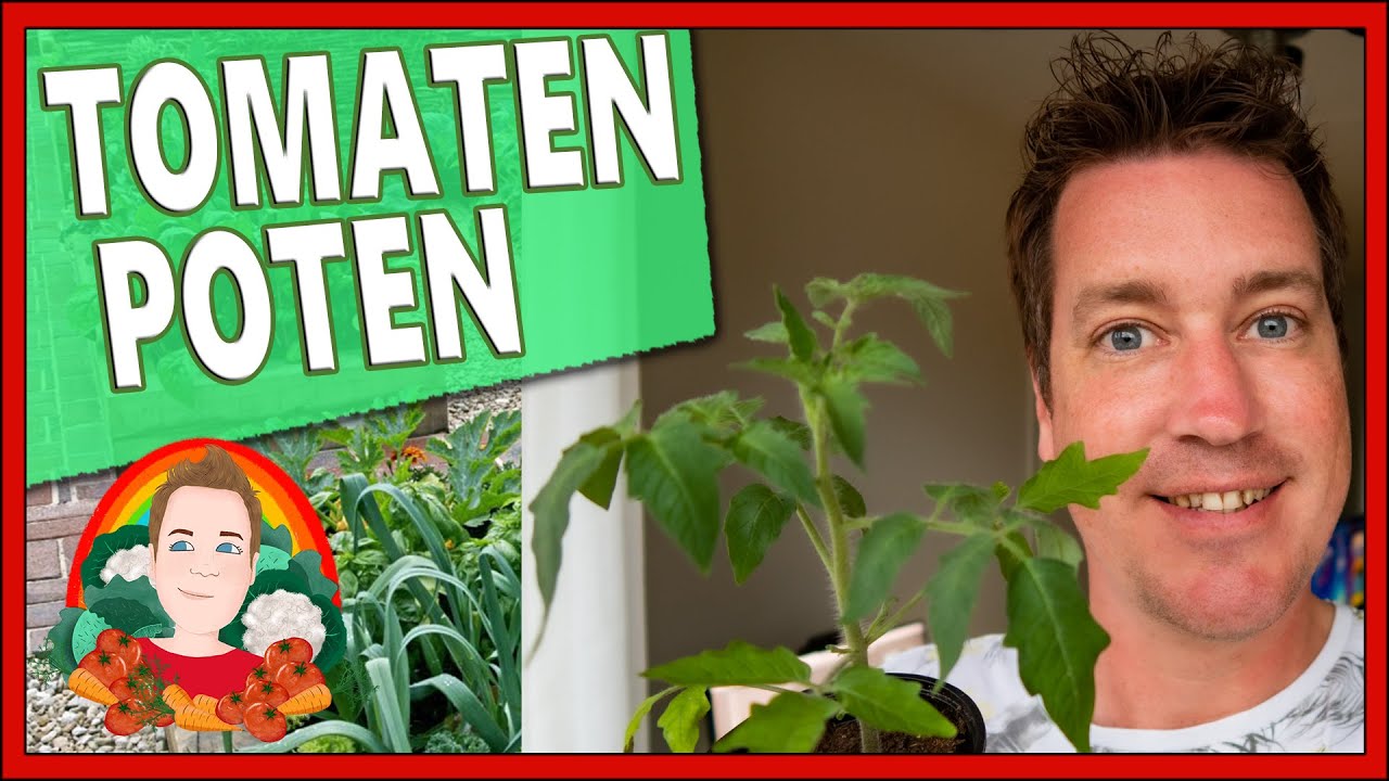 TOMATEN GOED POTEN OM PROBLEMEN TE VOORKOMEN | Moestuin vlog 156 | Tomaten planten, tomaten kweken