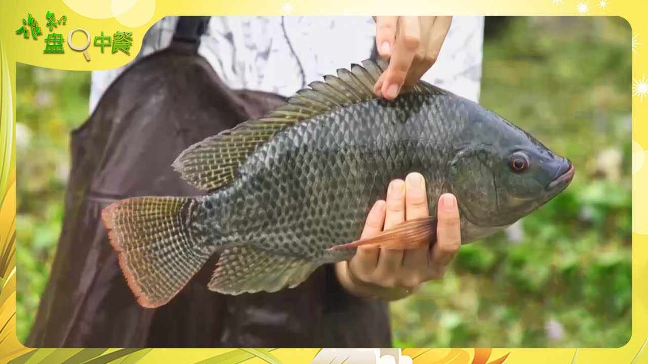 罗非鱼肉质太紧实，一个成年人用手拉不断！渔户透露了自己的养殖妙招，喂鱼吃蚕豆！|「谁知盘中餐」20240130