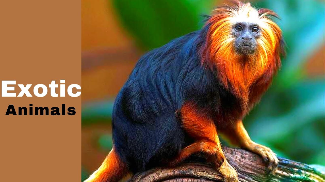 LET'S LEARN 26 MOST EXOTIC LAND ANIMALS | LAND ANIMALS | WILD ANIMALS | LEARN ALPHABET |